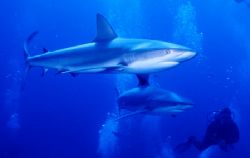 2 on 1 - I took this picture of my Dive Buddy Scott in th... by Michael Shope 